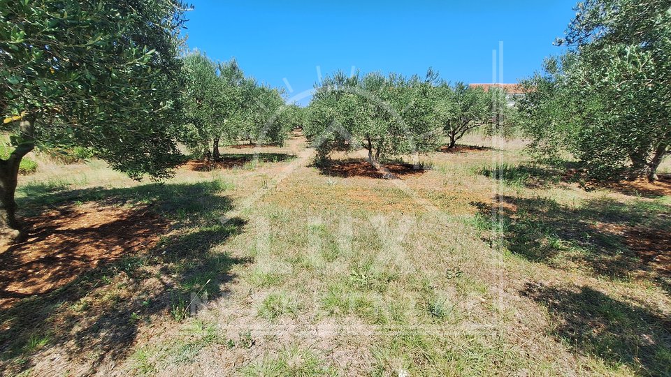 Baugrundstück 1180 m2, Bibinje bei Zadar, 250 Meter vom Meer entfernt